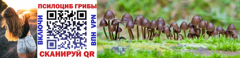 omg как войти  Тюмень  Псилоцибиновые грибы Cubensis 